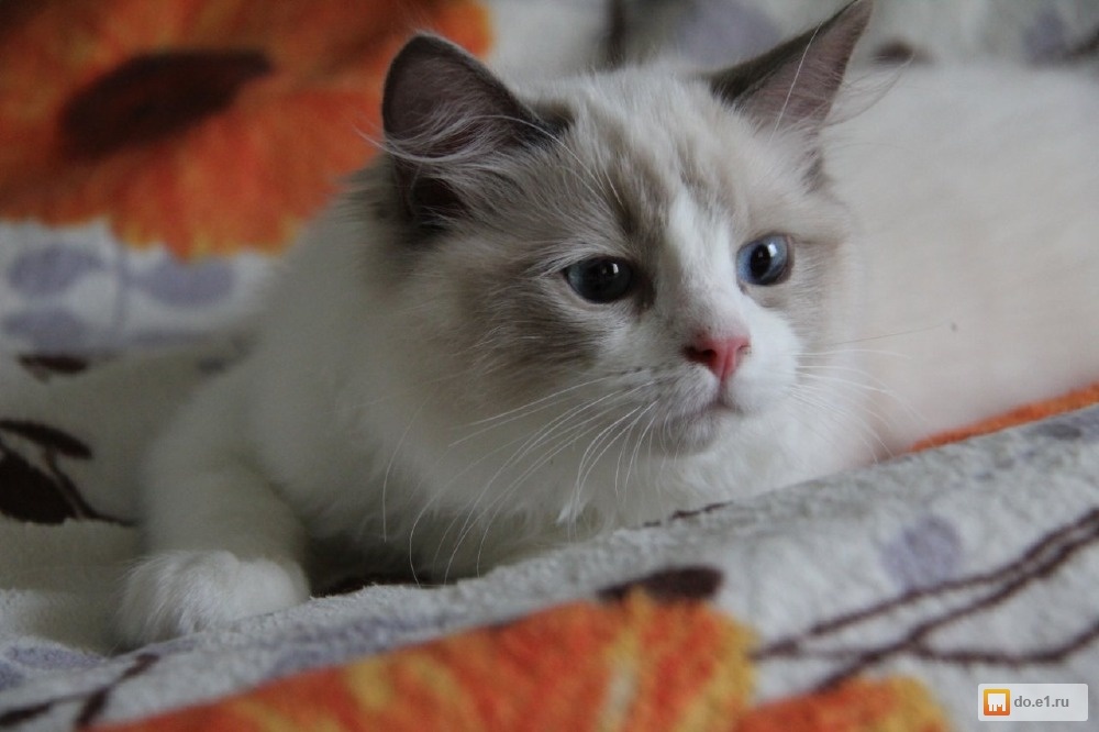 рэгдолл котята фото онлайн рэгдолл котята фото
