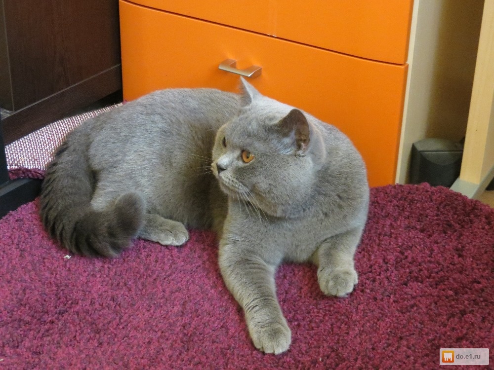 С кем вяжут британскую кошку С кем вяжут британскую кошку