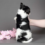 Щeнки бивер-йоркширского терьера, Екатеринбург