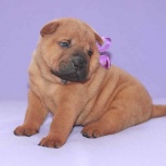 Шарпей яркий мальчик, Екатеринбург