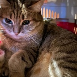 Кошечка В Добрые Руки, Екатеринбург