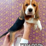 Щенки бигля. Два помёта, Екатеринбург