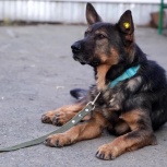 Лепс - серьёзный пёс, который ищет дом, Екатеринбург