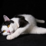 Красавчик котик Багет желает познакомиться, Екатеринбург