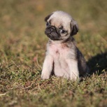 Мопс мини девочка, Екатеринбург