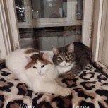 Котики В Добрые Руки, Екатеринбург
