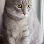 Котик-Енотик ищет дом!, Екатеринбург