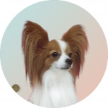 Папийон - Чемпион приглашает невесту, Екатеринбург