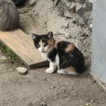 Котята с мамой кошкой, Екатеринбург