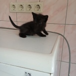 Котенок в добрые руки, Екатеринбург