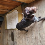 Найден дойч дратхаар, кобель, Екатеринбург