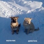 Два щеночка ищут любящую семью и теплый дом!!!, Екатеринбург