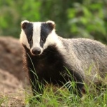 Барсучий жир сезона 2025, Екатеринбург