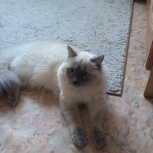 Потерялся кот, Екатеринбург