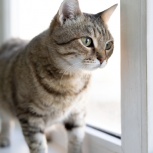 Кошечка В Добрые Руки, Екатеринбург