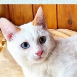 Белый, домашний молодой котик с пятнами, ред поинт, Екатеринбург