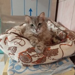 Кошечка в добрые руки, Екатеринбург
