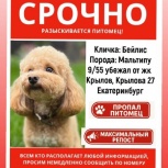 Потерялся питомец! Район Центрального стадиона!, Екатеринбург