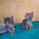 Котята 1,5 месяца, Екатеринбург