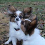 щенки ПАПИЙОНА, Екатеринбург