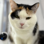 Кошка-богатка МЮСЛИ очень хочет домой!, Екатеринбург