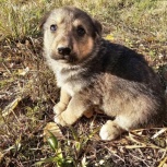 Щенки в хорошие руки, Екатеринбург