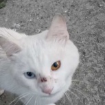 Белого котика отдадим в самые добрые руки, Екатеринбург