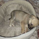 Щенки, Екатеринбург