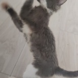 Котёнок донской сфинкс, Екатеринбург