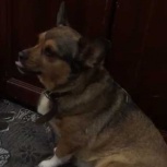 Преданная собака Белла ищет семью, Екатеринбург