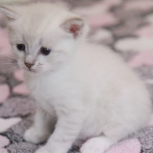 Тайский котенок мальчик короткошерстный, Екатеринбург