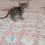 Котенок в добрые руки, Екатеринбург