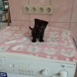 Котенок в добрые руки, Екатеринбург
