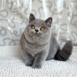 Британские Голубые Котята, Екатеринбург
