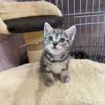 Котенок в добрые руки, Екатеринбург