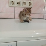 Котенок в добрые руки, Екатеринбург
