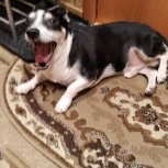 потерялась собака, Екатеринбург