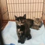 Котята, Екатеринбург