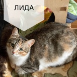 Котята в добрые руки, Екатеринбург