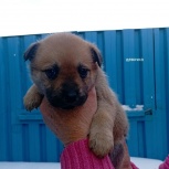 Щенки даром, Екатеринбург