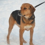 Красавица собака Гера ищет доброго хозяина, Екатеринбург
