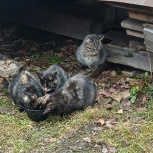 Котята трехцветки в обрые руки, Екатеринбург