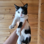 Отдам котенка, Екатеринбург