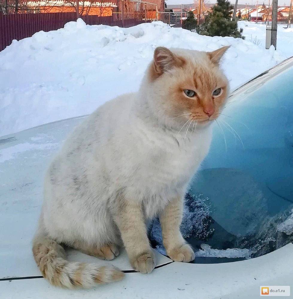 Кошки в екатеринбурге. Потеряшка кошки Екатеринбург. Пропал бело рыжий кот Екатеринбург. Коты в Екатеринбурге бесплатно. Марсик белый кот.