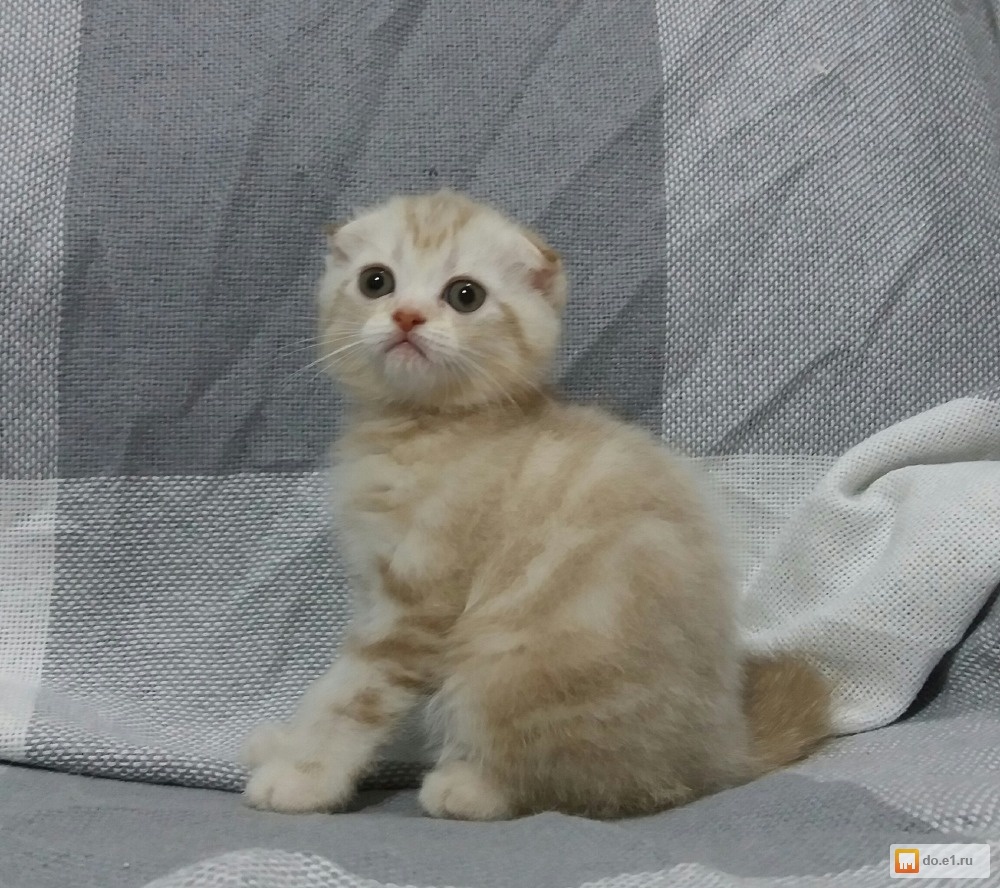 вислоухие котята редкие окрасы фото поздно, пожелаю счастья
