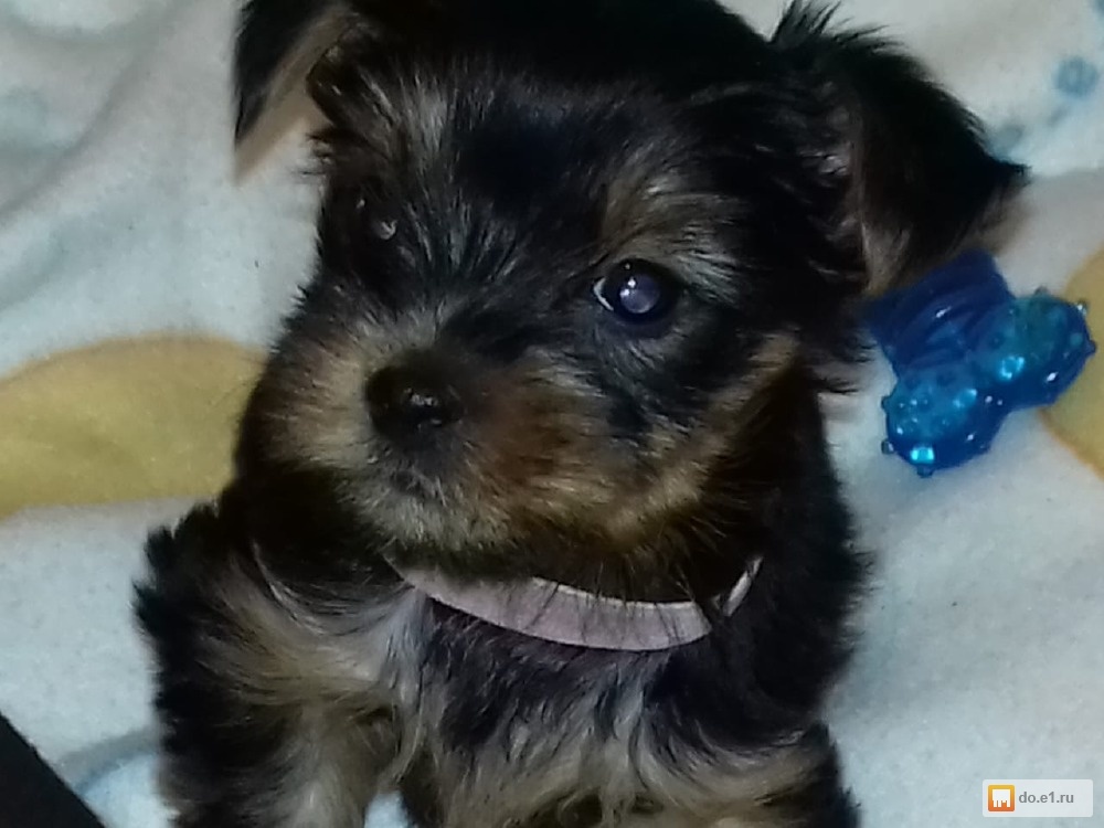 Плетёный йорки. Супер тифунь мини - йорк. Йорк стрижка уши микки. Йоркширский терьер авито. Стрижка ушей у йорка.