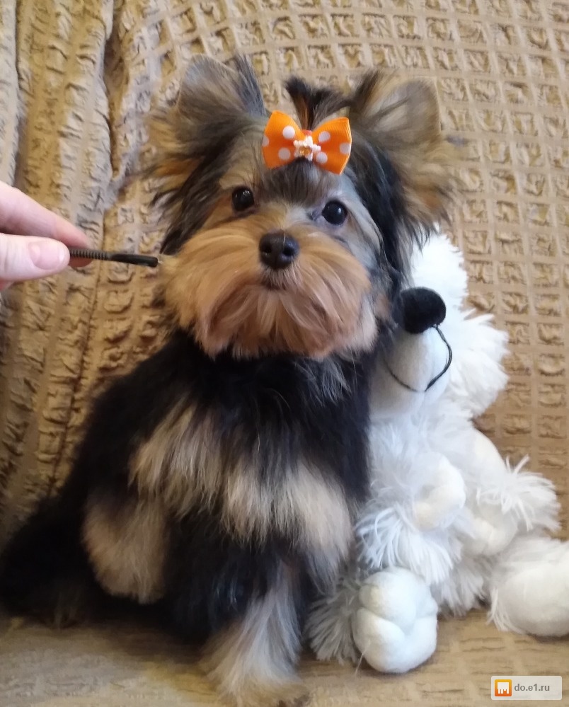 Екб ерк. Бивер-йоркширский терьер. Йоркширский терьер авито. Йорки екатеринбург. Йорк супер мини.
