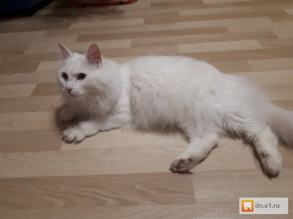 Анатолийская кошка. Белая кошка 7. Белая кошка 7. Турецкая ангора кошка. Ангорская кошка.