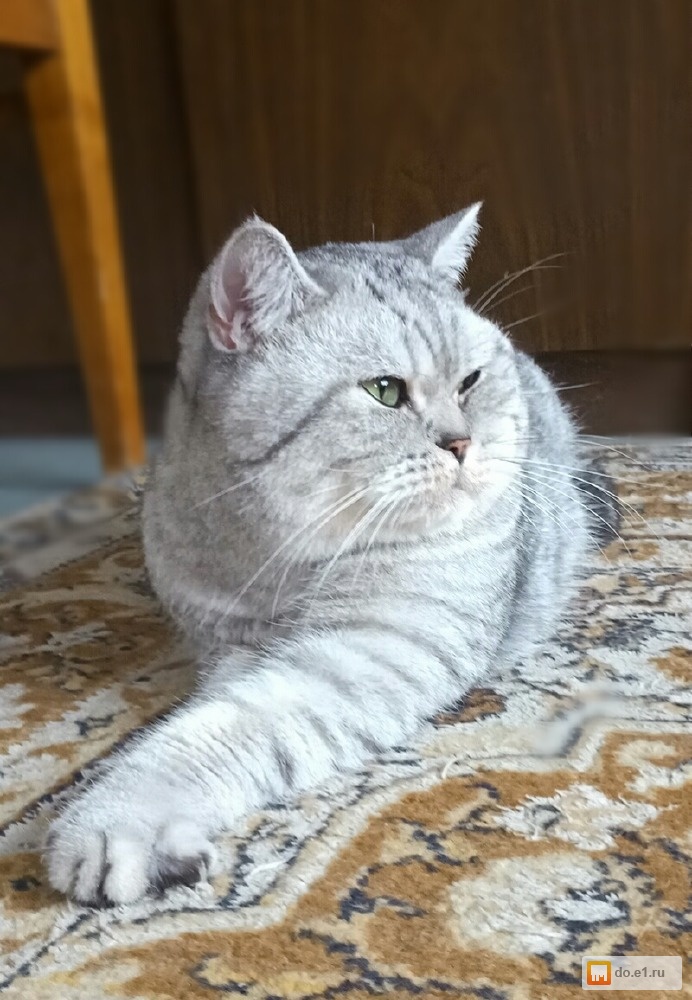 найти кота для вязки. найти кота для вязки. вязка кошек. коты для вязки шотландцы. найти кота для вязки.