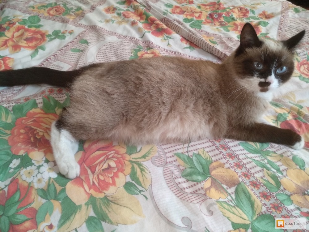 Котята екатеринбург. Котята екатеринбург свежие объявления. Котята екатеринбург свежие объявления. Котята екатеринбург. Отдам котят.